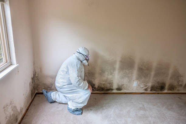 Best Residential Mold Removal  in Fair Haven, NY